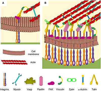 Spatio-Temporal Control of Cell Adhesion: Toward Programmable Platforms to Manipulate Cell Functions and Fate